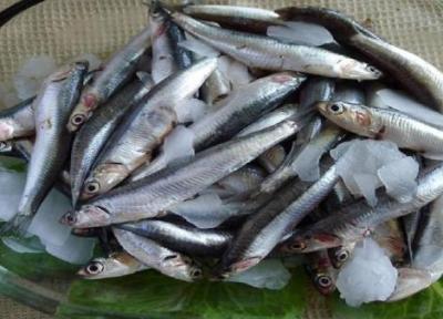 این موجودات با سوءتغذیه جهانی مقابله می نمایند!