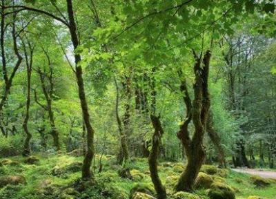 جنگل تیلاکنار یکی از جاذبه های گردشگری استان مازندران است